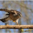 --- Schwupp schon war er da. --- (Accipiter nisus )