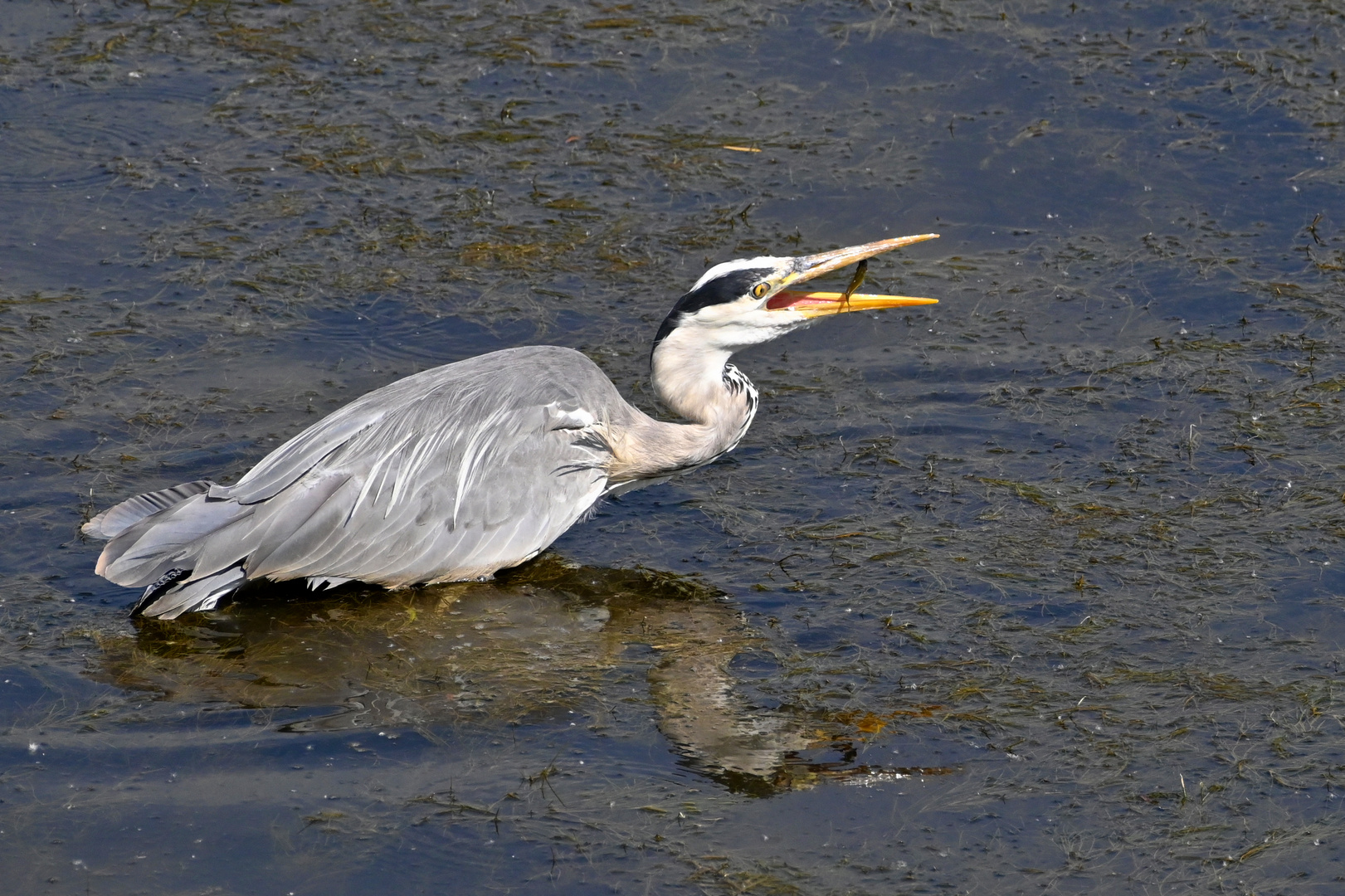 schwuppdiwupp und weg ist der Fisch......