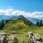 Schynige Platte (Berner Oberland)