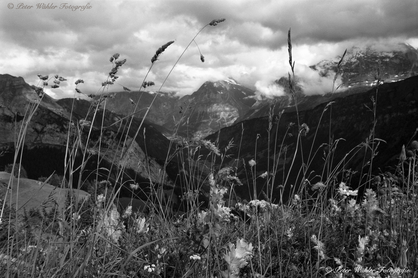 Schynige Platte / Berner Oberland / Schweiz