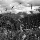 Schynige Platte / Berner Oberland / Schweiz