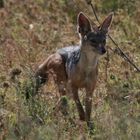 Sciacallo di Etosha