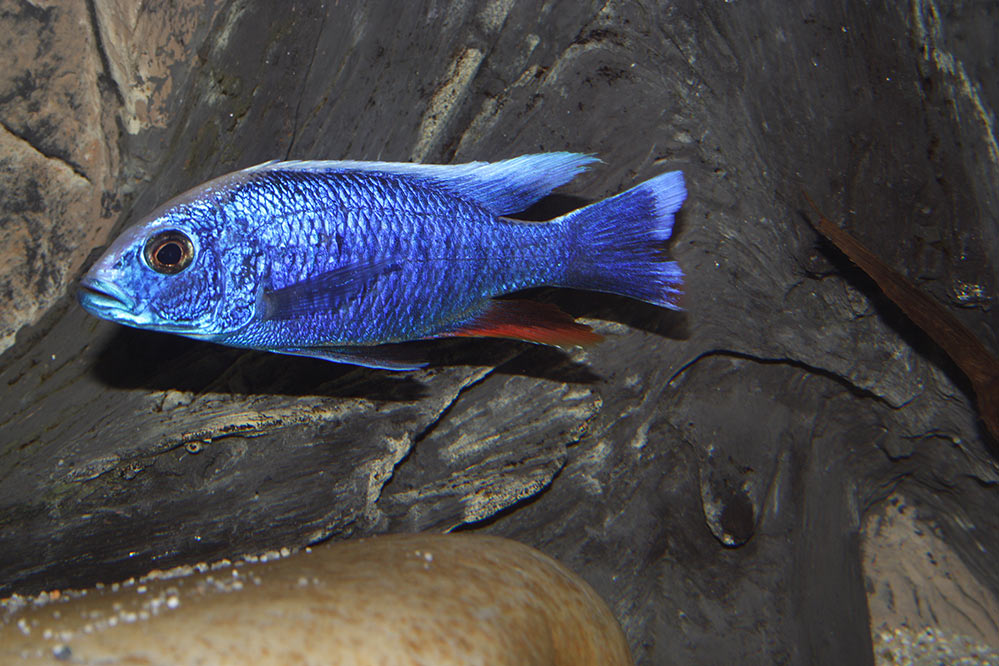 Sciaeniochromis fryeri