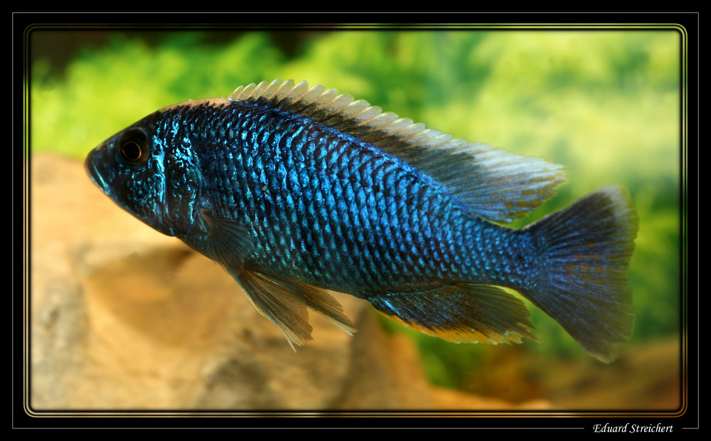 Sciaenochromis ahli