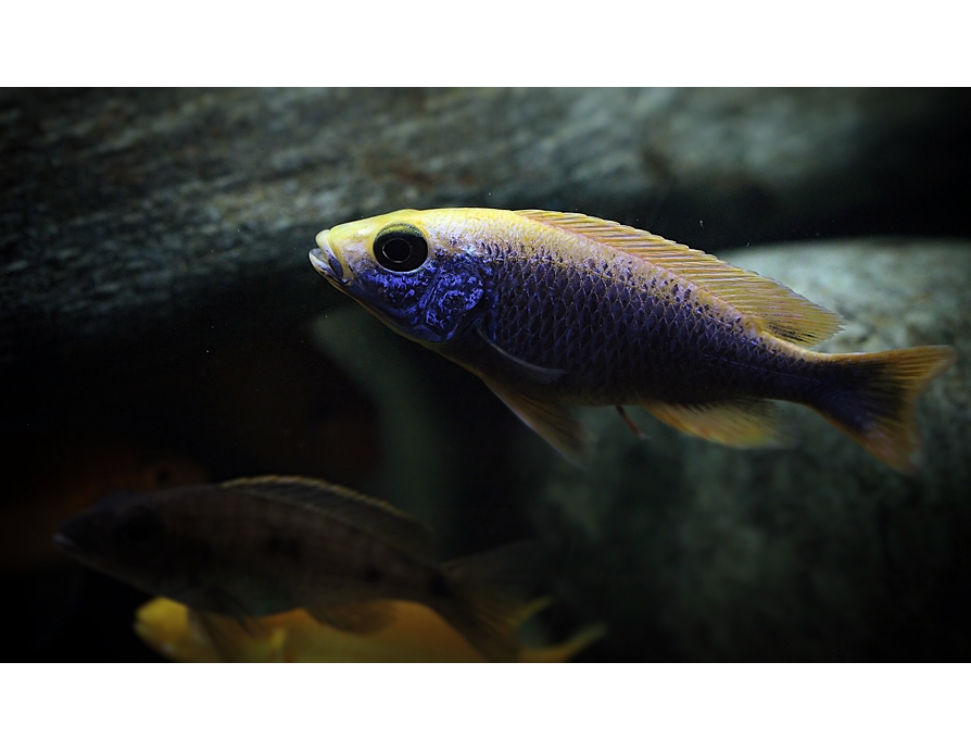 Sciaenochromis ahli iceberg purple-red