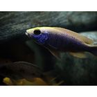 Sciaenochromis ahli iceberg purple-red