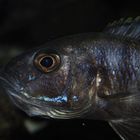 Sciaenochromis freyeri Weibchen