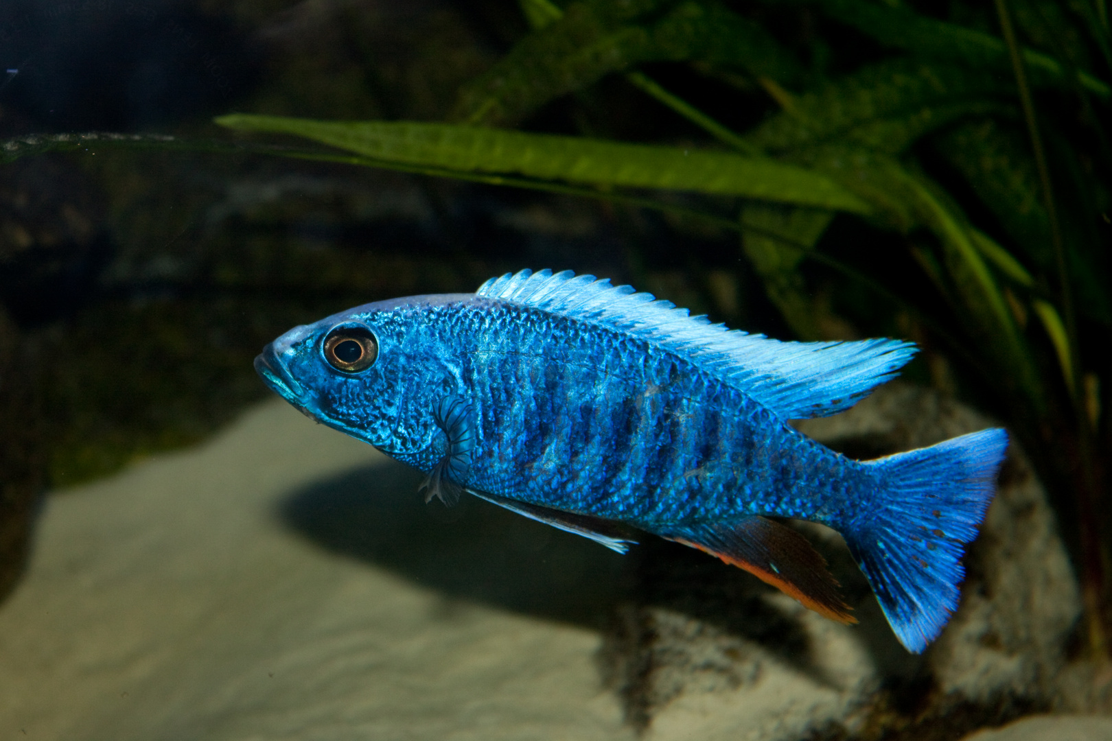 Sciaenochromis fryeri