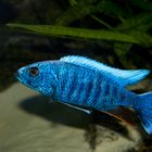 Sciaenochromis fryeri