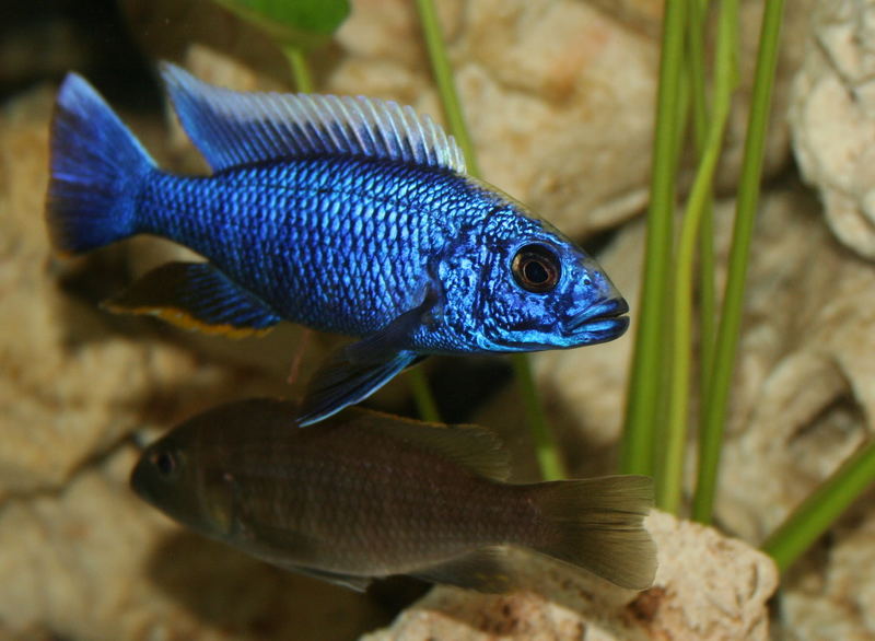 Sciaenochromis fryeri