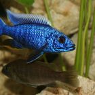 Sciaenochromis fryeri