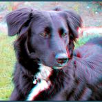 Scila [3D Anaglyphe]