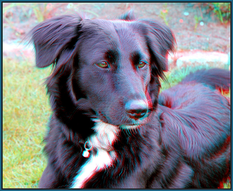 Scila [3D Anaglyphe]