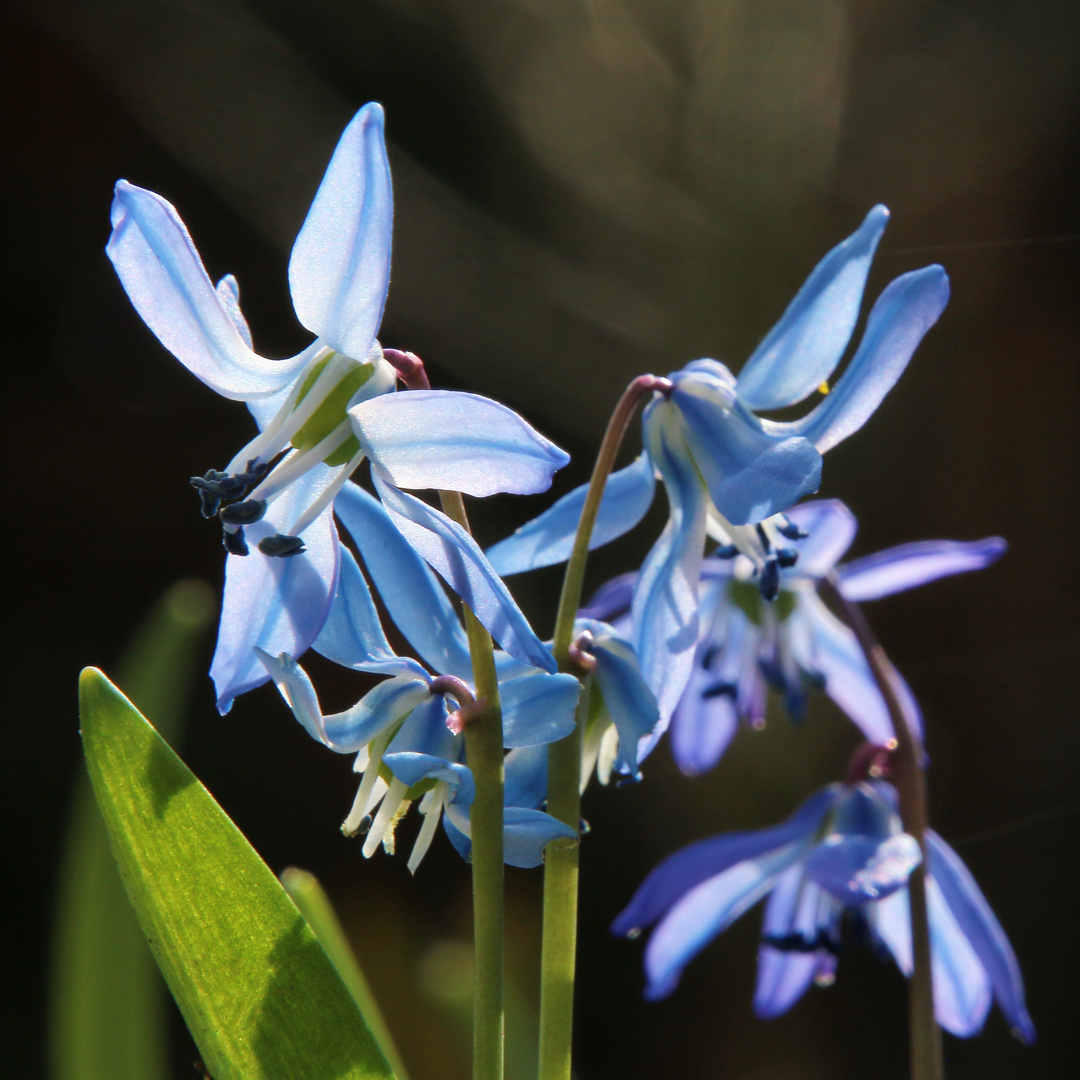 Scilla