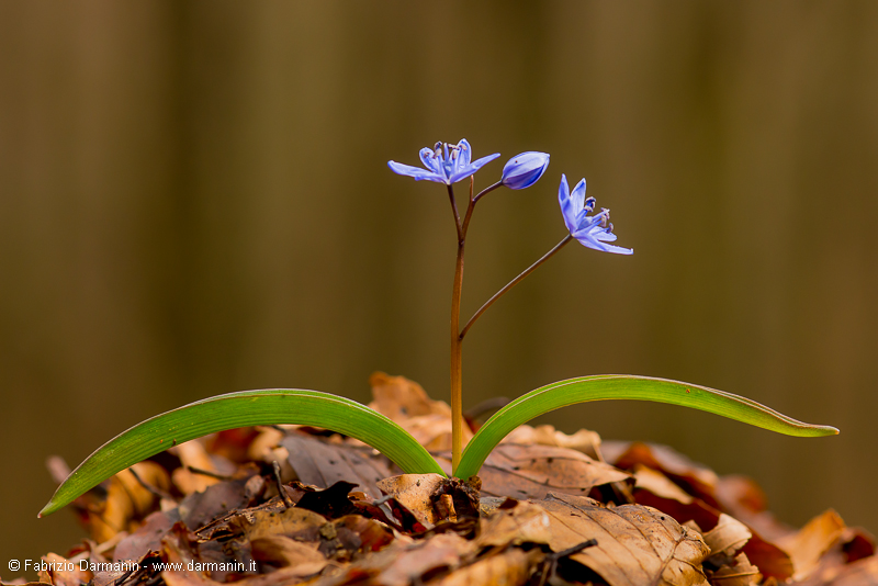 Scilla