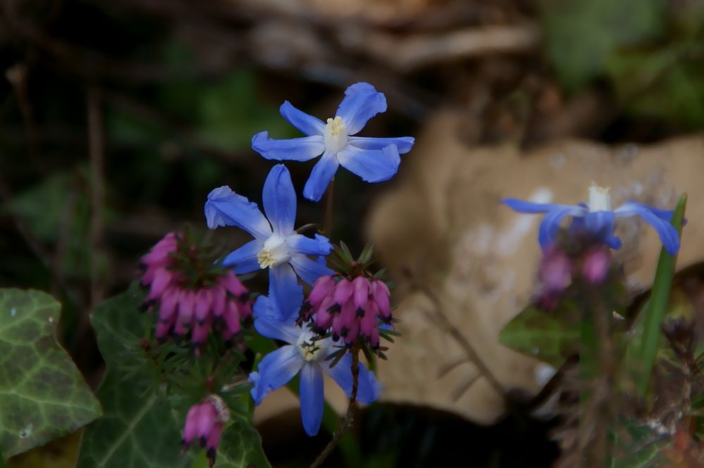 scilla