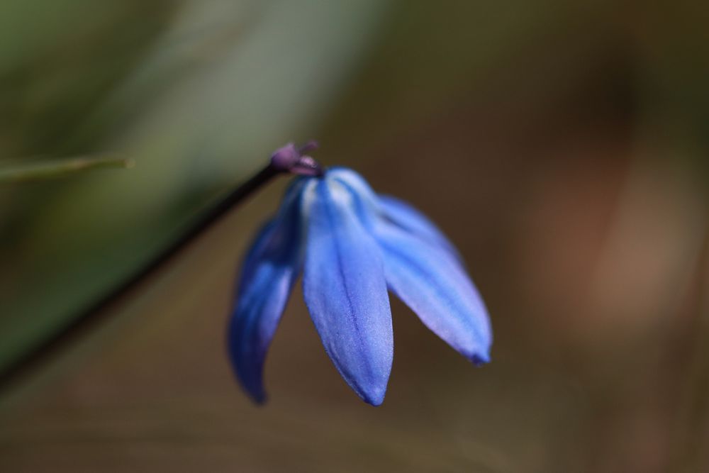 Scilla 