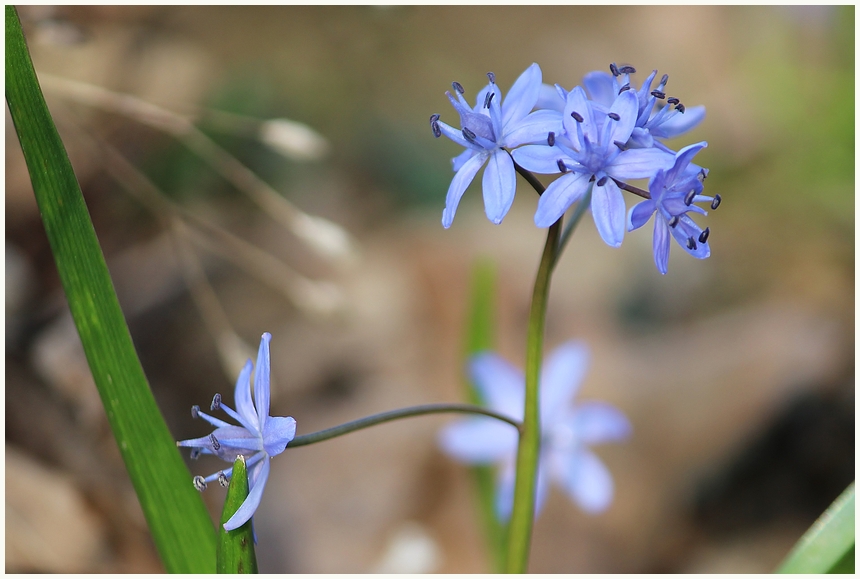 Scilla