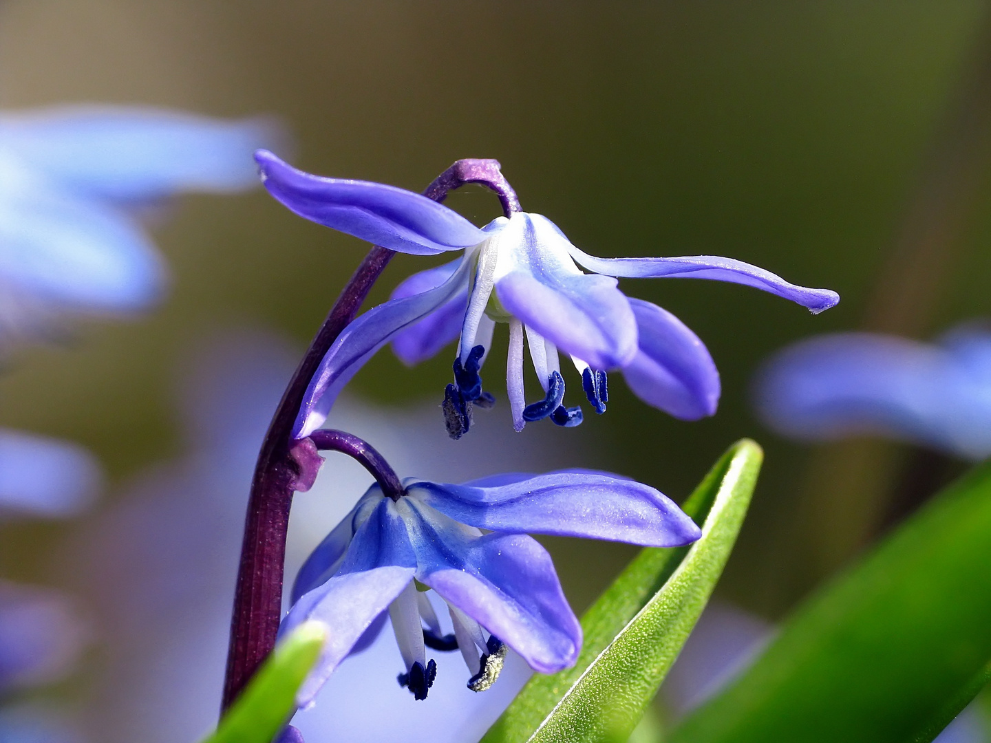 Scilla