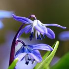 Scilla