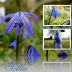 Scilla