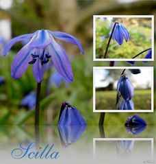 Scilla