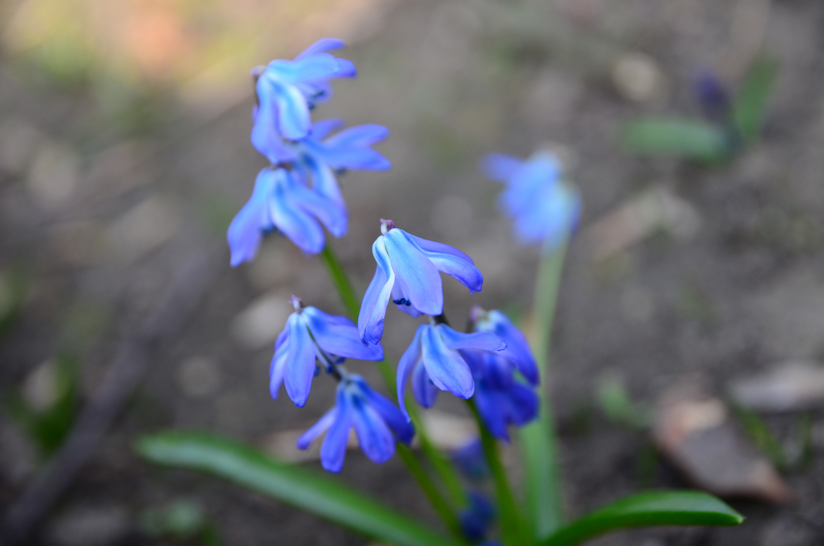 Scilla