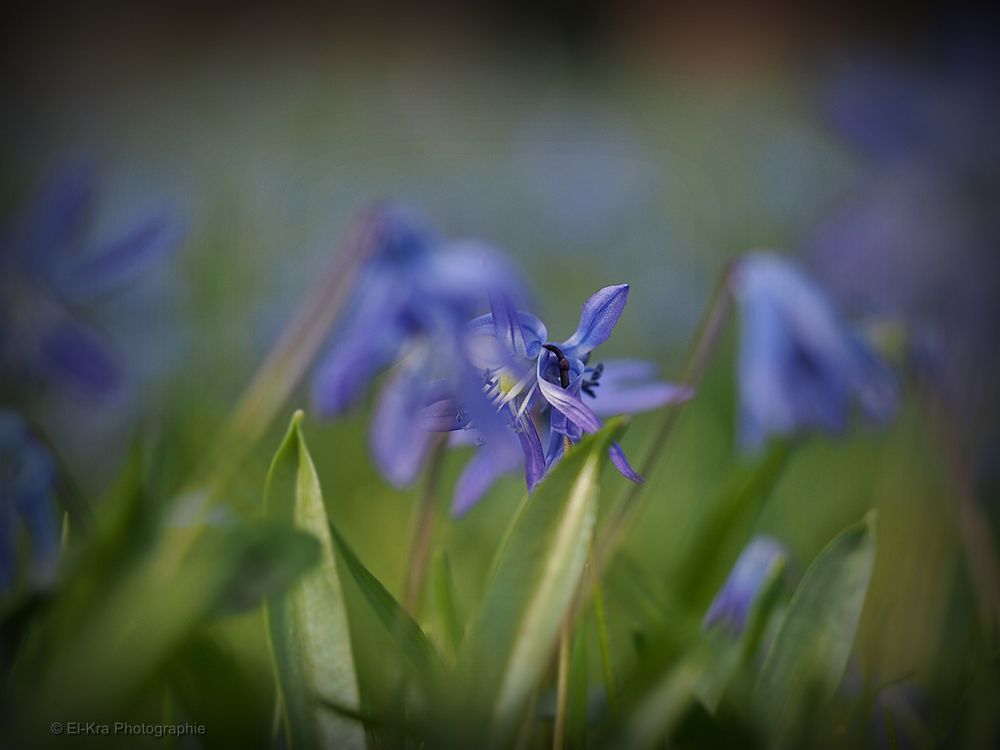 Scilla