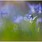 Scilla auf dem Lindener Berg