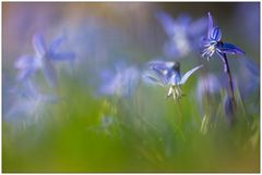 Scilla auf dem Lindener Berg