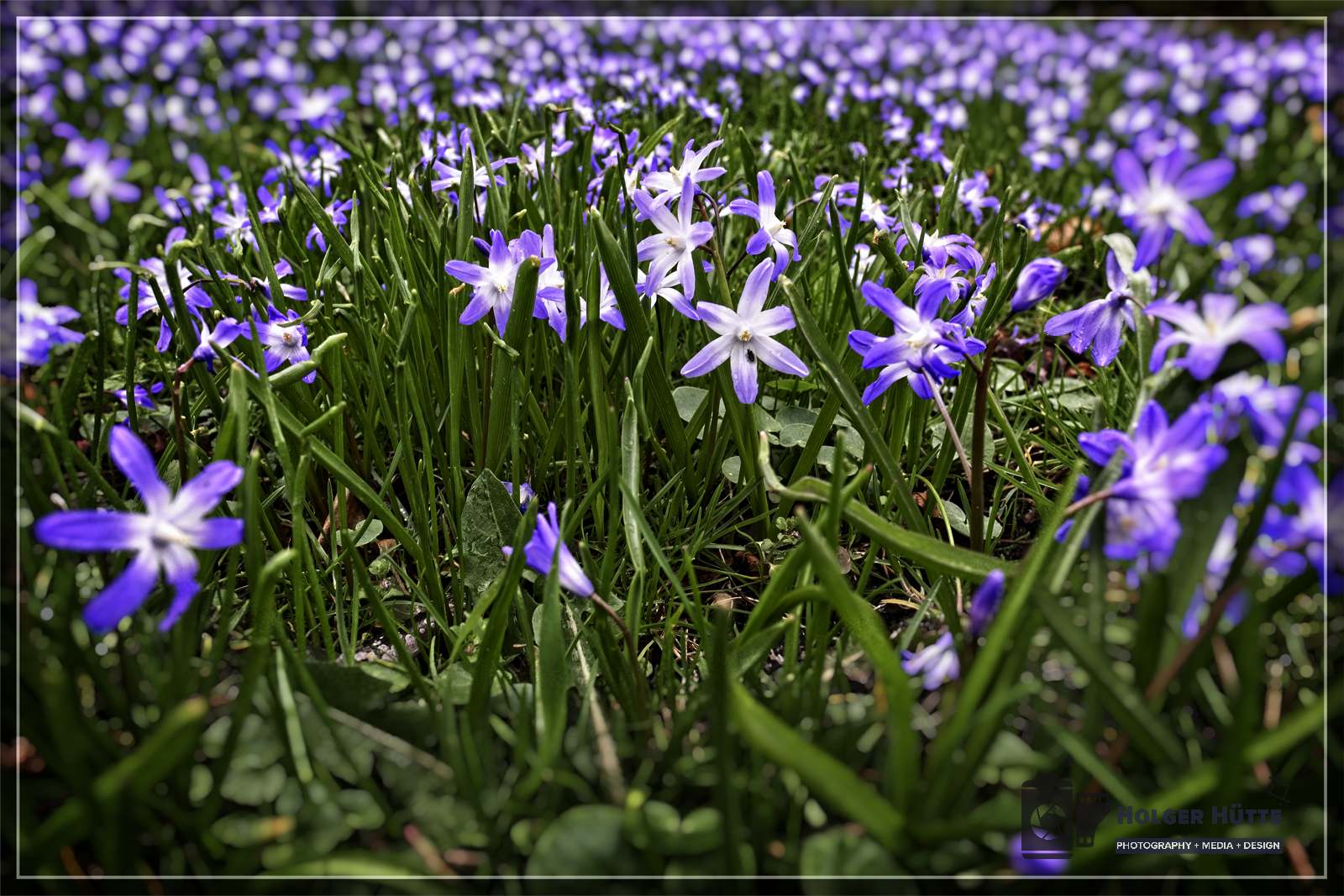 Scilla auf der Wiese