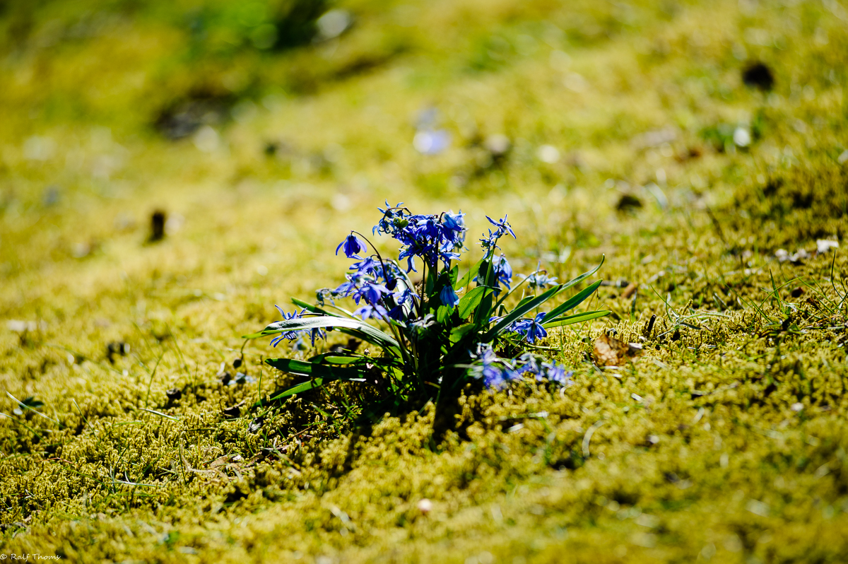 Scilla