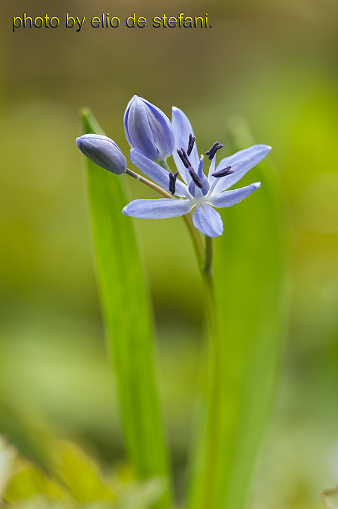 scilla bifolia