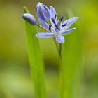 scilla bifolia