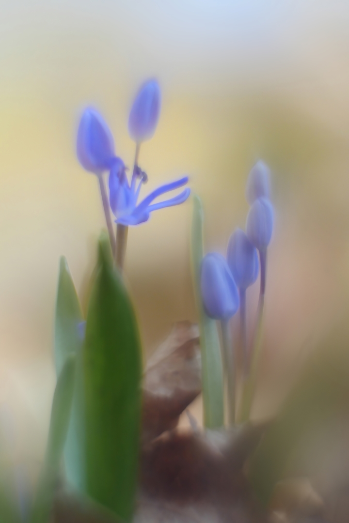 Scilla bifolia