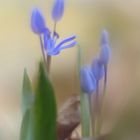 Scilla bifolia