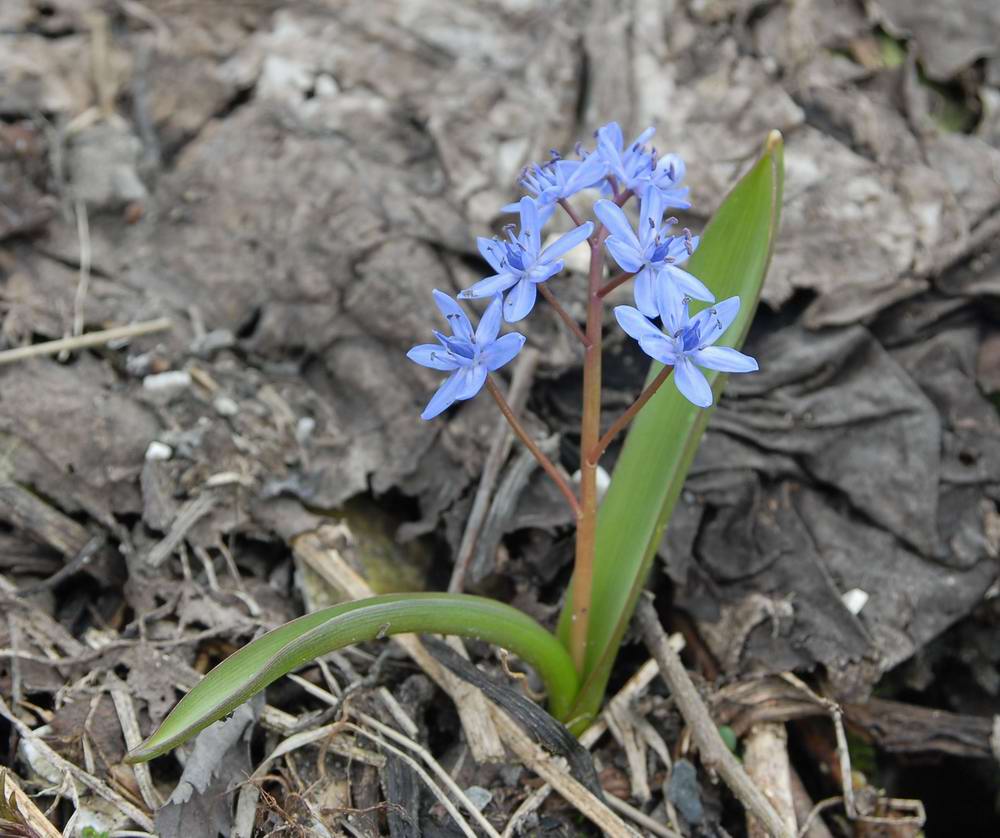 Scilla bifolia