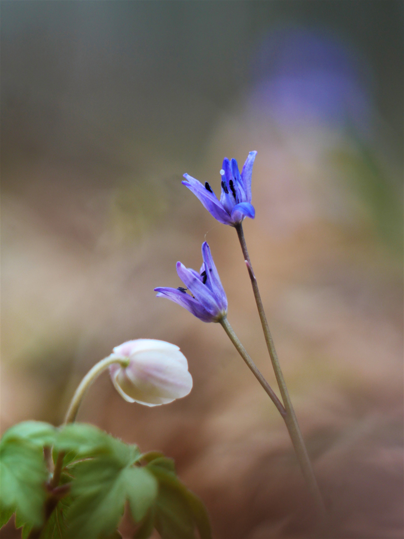 Scilla bifolia