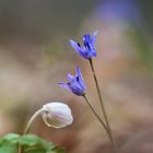 Scilla bifolia