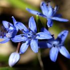 Scilla bifolia