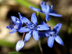 Scilla bifolia