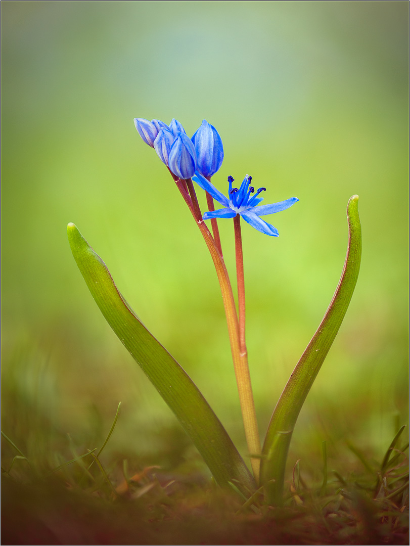 scilla bifolia