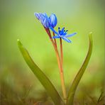 scilla bifolia