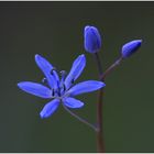 Scilla bifolia