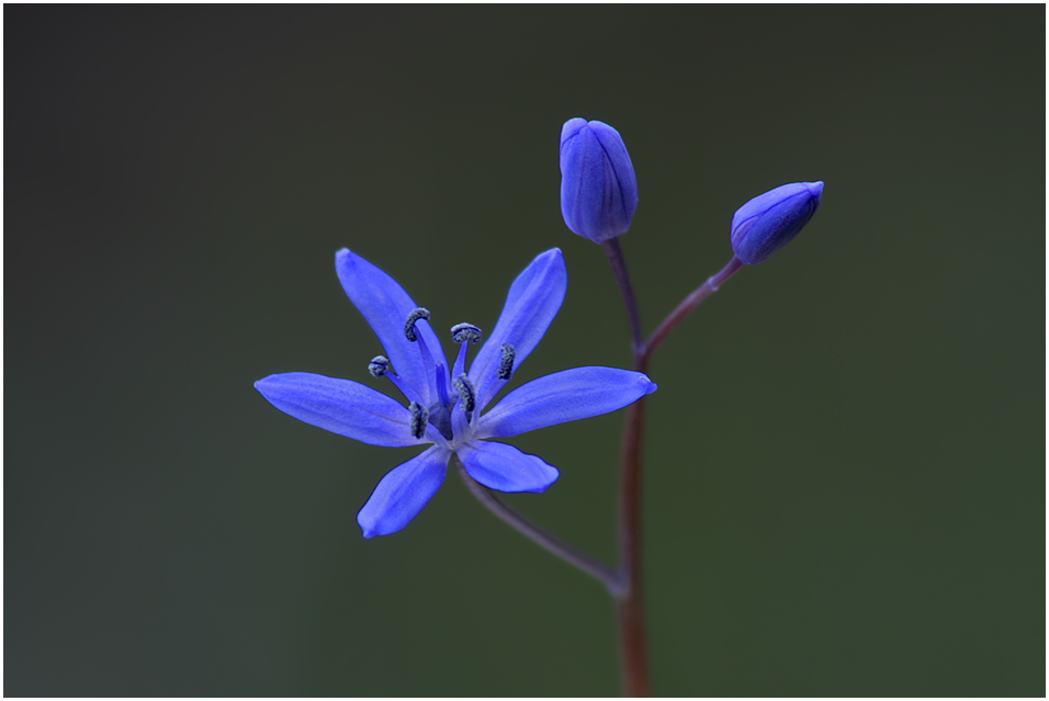 Scilla bifolia