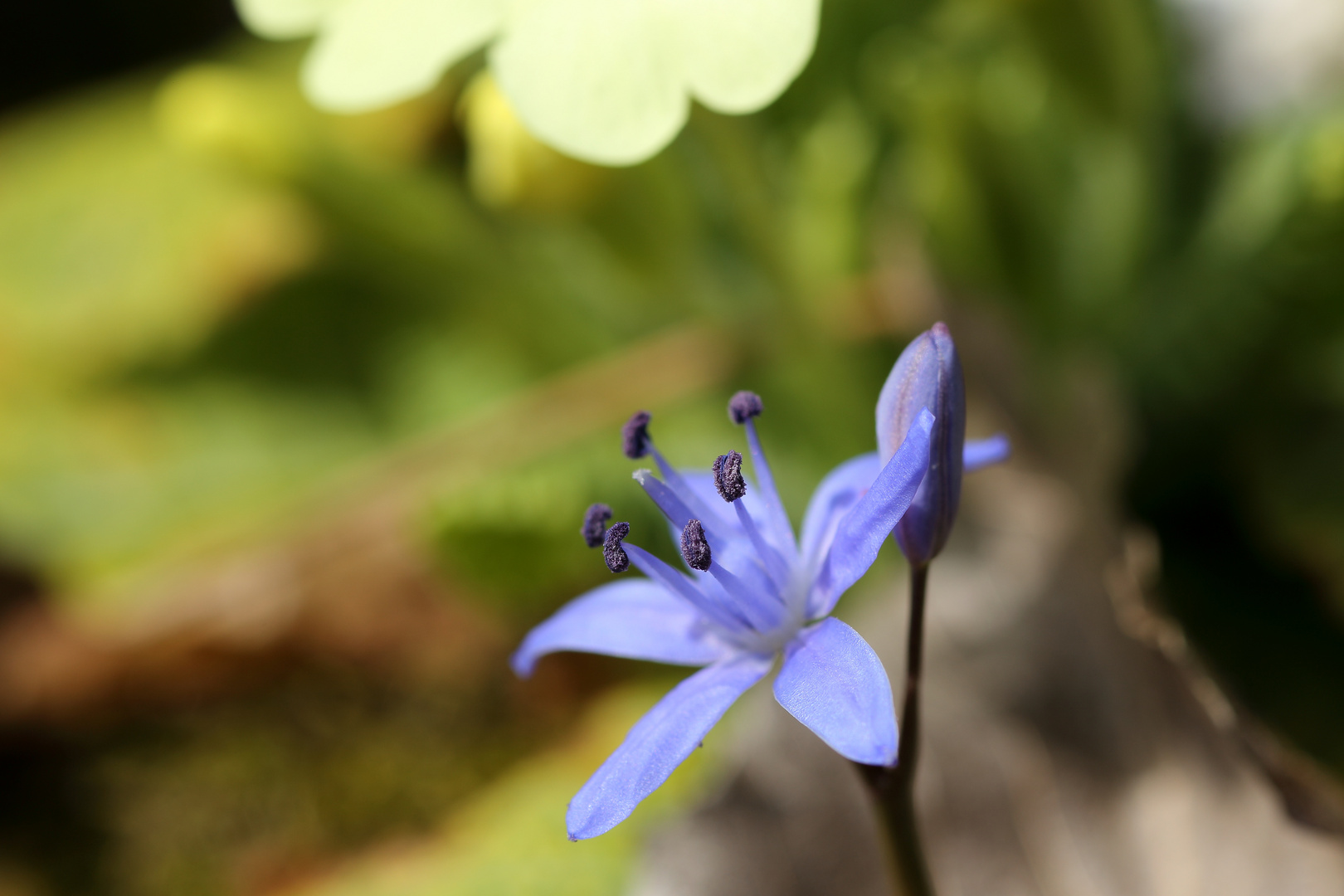 scilla bifolia