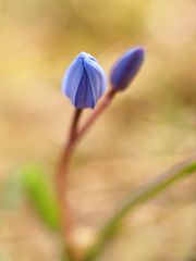 Scilla bifolia..