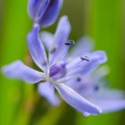 Scilla Bifolia, monti Simbruini, Lazio