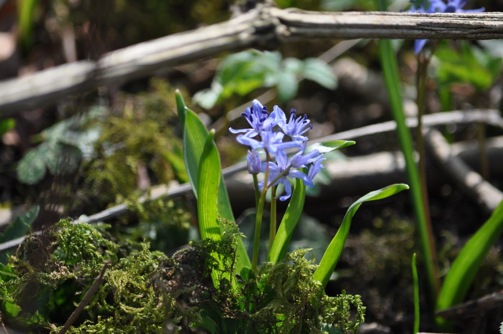 Scilla bifolia oder zweiblättriger Blaustern