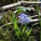 Scilla bifolia oder zweiblättriger Blaustern